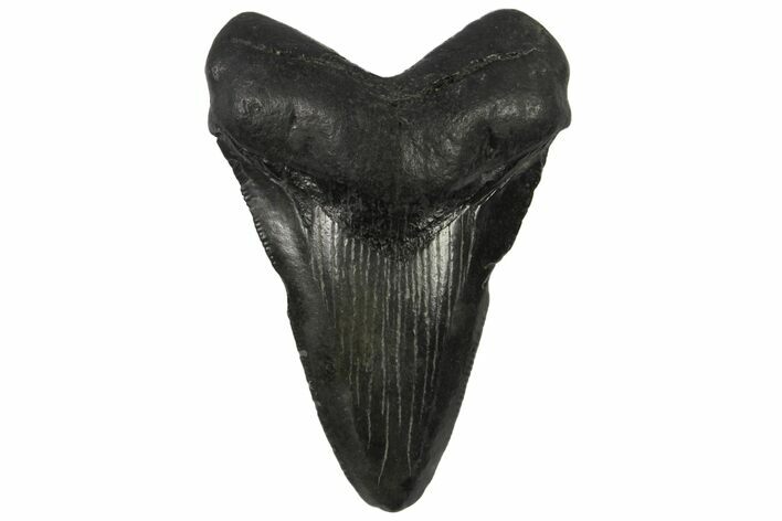 Juvenile Megalodon Tooth - Georgia #144371